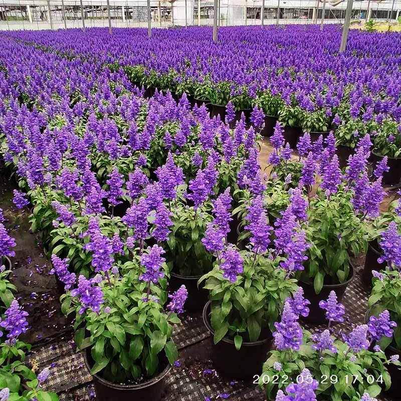 蓝霸萨利芳林荫蓝花鼠尾草植物庭院阳台花园多年生耐寒耐热花卉