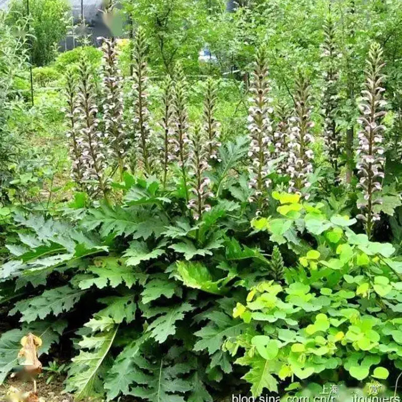 多年生耐寒宿根花卉茛力花虾蟆花优秀花园花镜大型开花植物高花剑