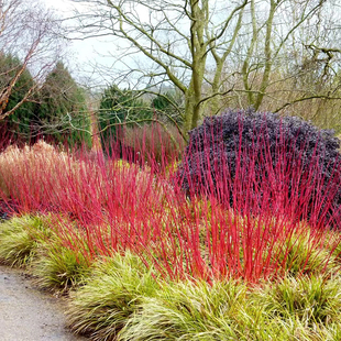 苔米花园 红瑞木多年生耐寒耐热庭院花卉线条花 冬季彩叶观杆花卉