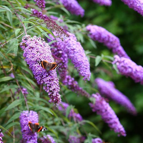 醉鱼草盆栽2加仑大苗花镜庭院耐热耐寒多花灌木芳香植物净化空气