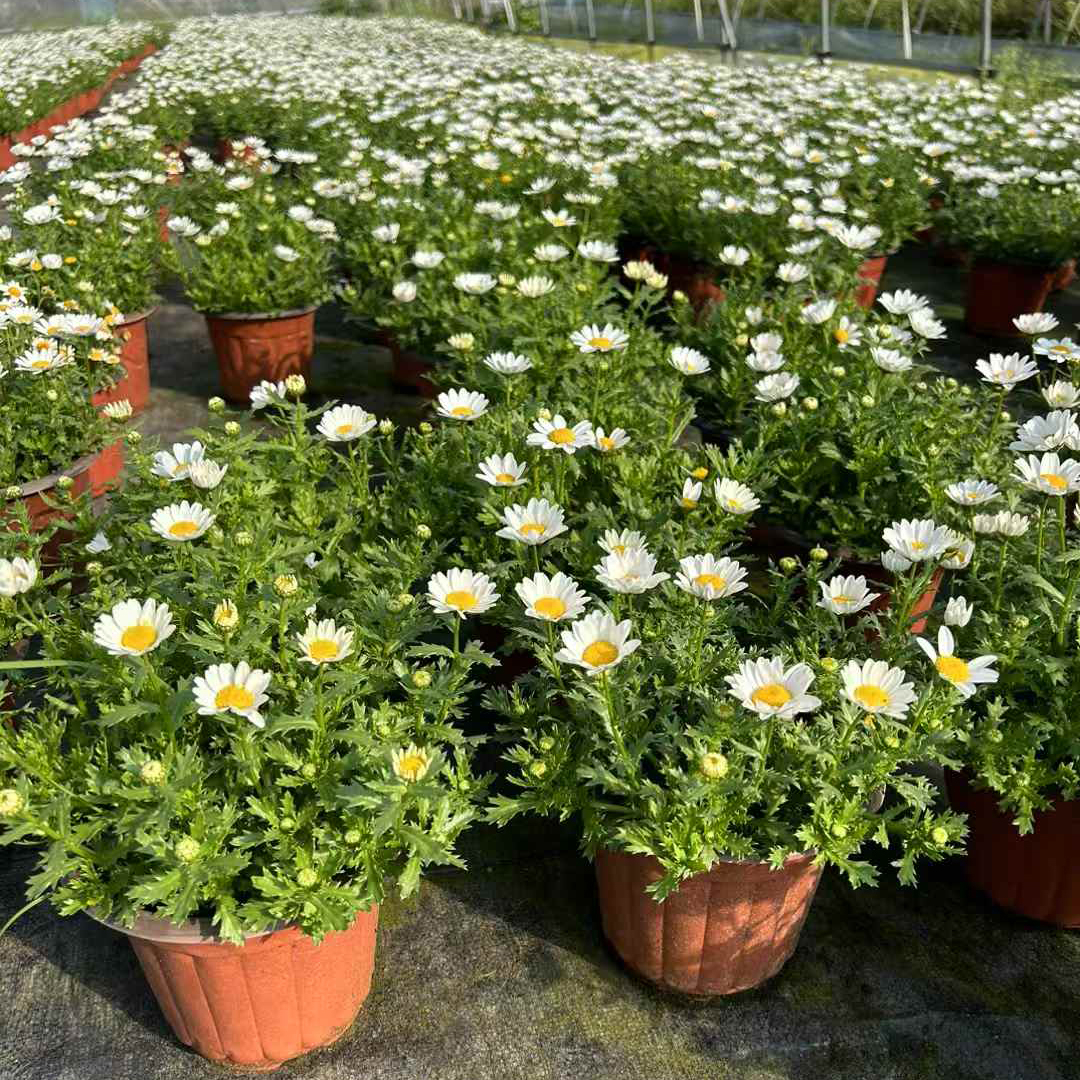 白晶菊盆栽带花苞庭院阳台花园花镜白金菊耐寒小雏菊清新植物花卉