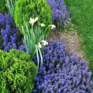 多苔米的花园 多花筋骨草盆栽花苗 姬十二单 勃艮第之光 耐寒耐热