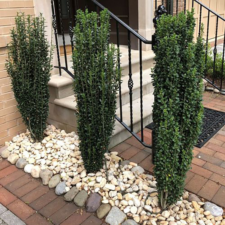 苔米花园 阳台庭院多年生耐寒耐热植物直立冬青朝天笔盆栽不落叶