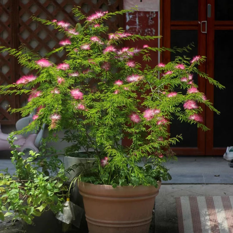香水合欢细叶 阳台庭院盆栽花园多年生四季常绿开花 耐热耐寒植物