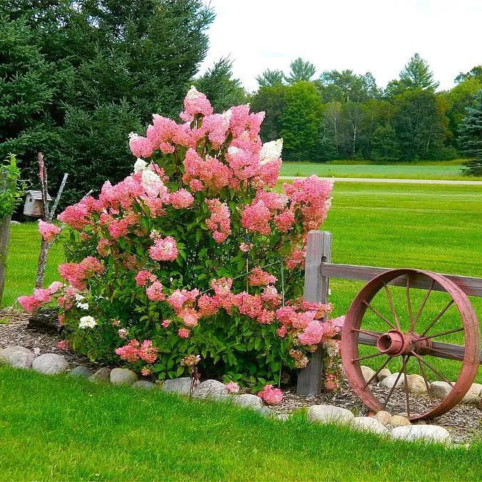 圆锥绣球香草草莓可变色2加仑盆栽大苗耐寒耐晒耐热庭院阳台包邮