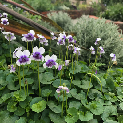 苔米多年生熊猫开花不断地被植物