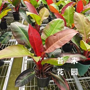 旭日东升天堂鸟盆栽新品室内观叶绿植多年生盆栽新叶红色喜散射光