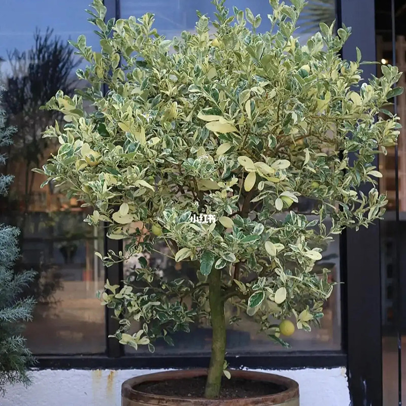 苔米台湾香水柠檬盆栽泰国花叶柠檬盆栽植物柠檬香气叶片可泡茶