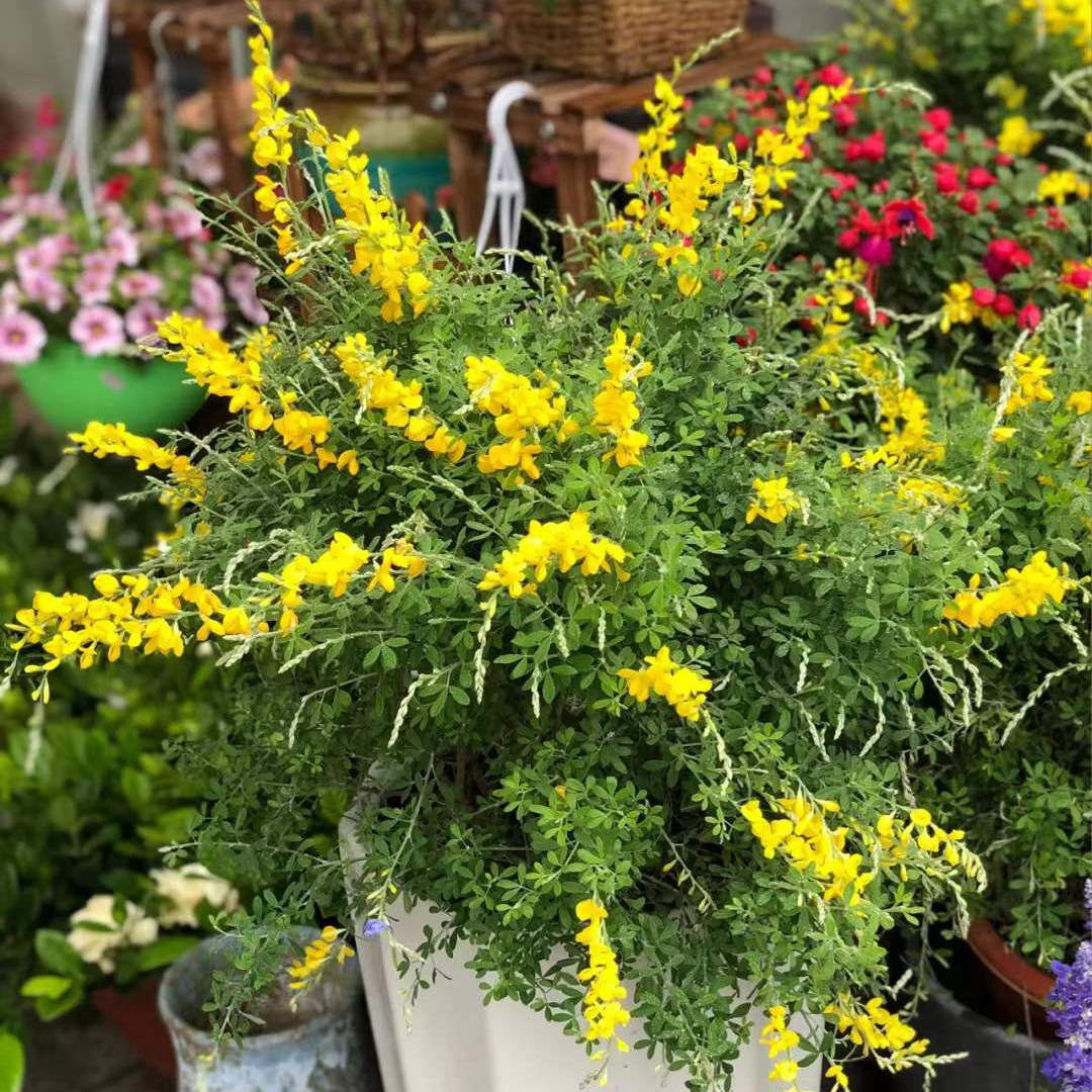 黄金雀花盆栽大苗带花苞 阳台庭院多年生 耐寒耐热植物卉直发包邮