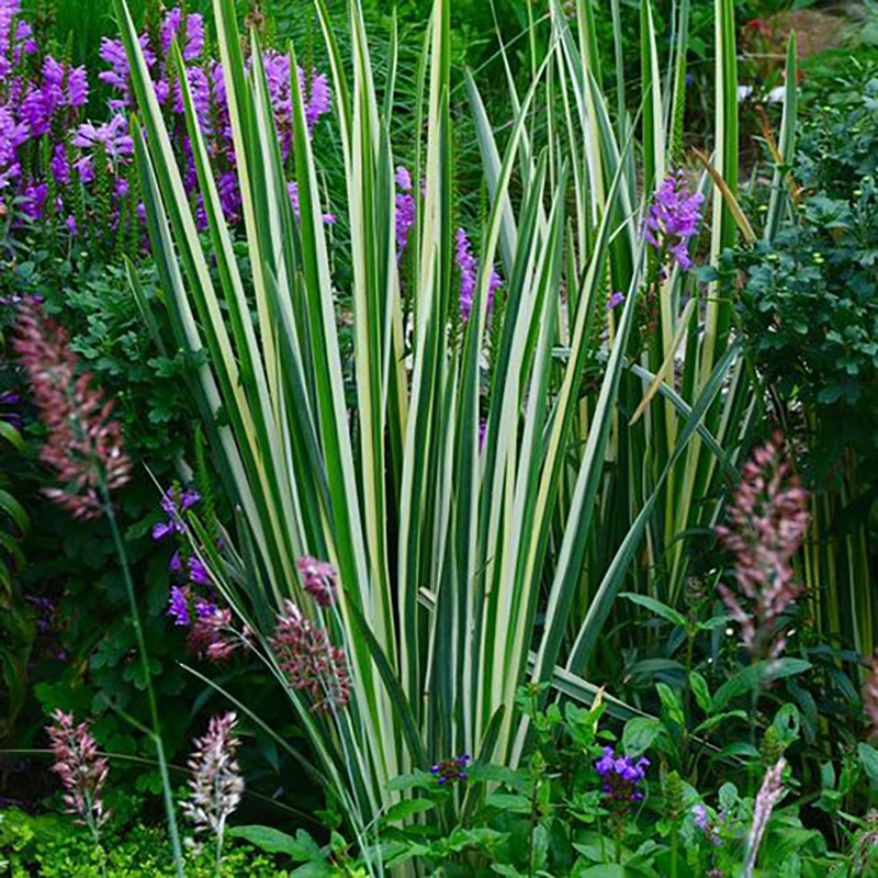 苔米花园多年生耐寒玉蝉盆栽