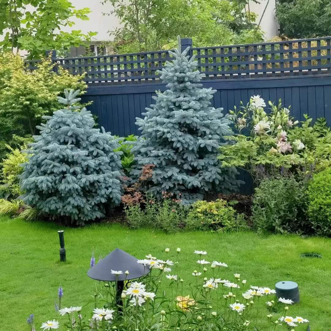 科罗拉多蓝杉盆栽美国蓝杉耐寒耐热耐寒蓝色圣诞树苗常绿别墅包邮