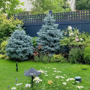 科罗拉多蓝杉盆栽美国蓝杉耐寒耐热耐寒蓝色圣诞树苗常绿别墅包邮