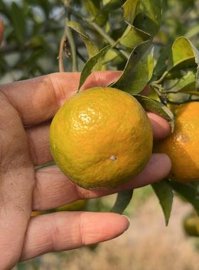 湘西高山云雾纯甜小青柑鲜果又名清香橘茶柑巴西柑鲜果