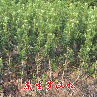罗汉松大树庭院小苗大型盆栽盆景造型树日本台湾雀舌米叶小叶树苗