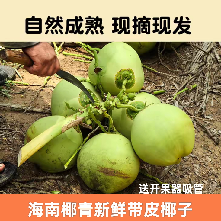 海南椰子新鲜带皮椰青纯天然文昌青椰孕妇水果椰汁现摘特产9个装