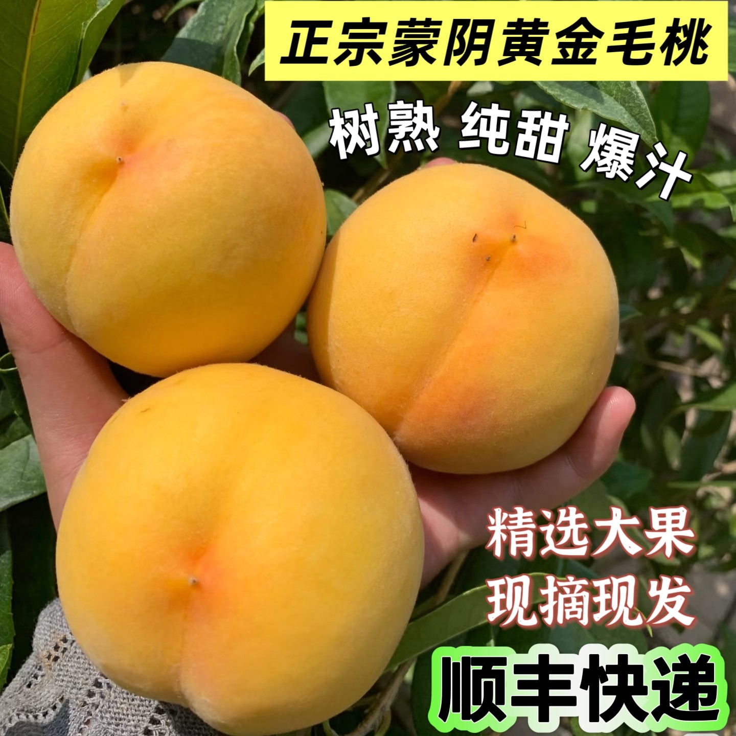 山东正宗蒙阴黄毛桃脆甜新鲜黄金蜜桃大黄桃水果当季现摘现发顺丰