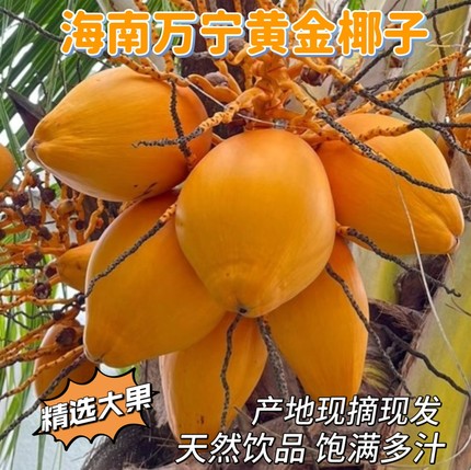 海南黄金椰子新鲜万宁特产水果当季现摘现发大果产地直发大椰子
