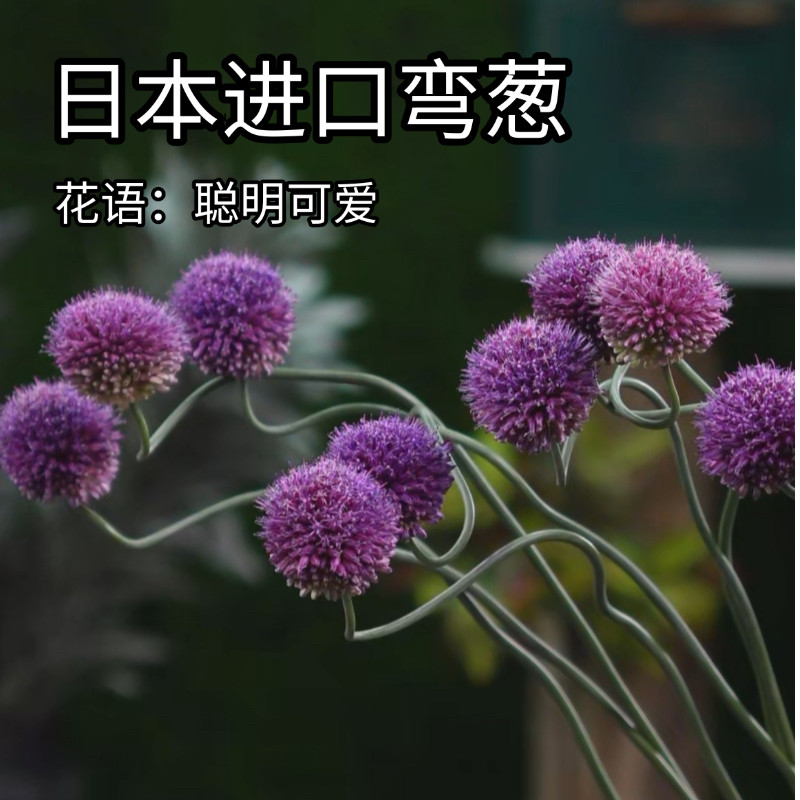 日本进口花材弯葱大葱花高级感小众花材家居软装线性稀有可做干花