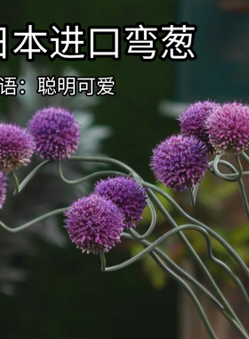 日本进口花材弯葱大葱花高级感小众花材家居软装线性稀有可做干花