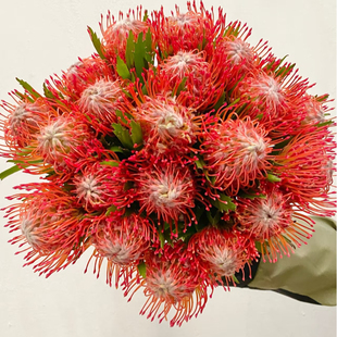 针垫花进口鲜花稀有精品花材瓶插花客厅装饰小众风轮花火焰彩色