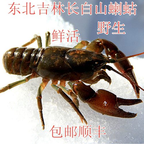 东北长白山蝲蛄大头虾淡水