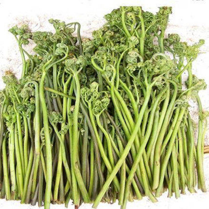 长白山新鲜野生旱蕨菜2斤装包邮 东北野生山野菜蕨菜1000g