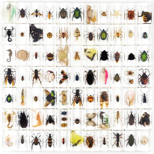 More than 100 beetle spider scorpion craft childrens workbo