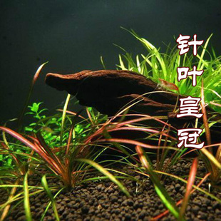 鱼缸造景前景水草活体水草水下叶针叶皇冠懒人植物易活好养淡水
