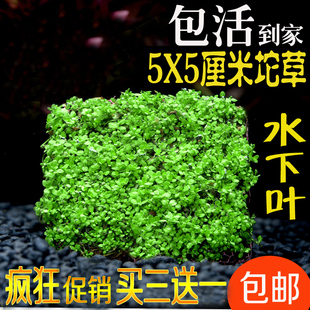 迷你牛毛迷你矮挖耳趴爬地矮珍珠鱼缸坨草懒人造景水草活体前景草