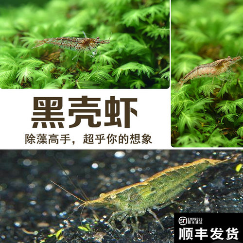黑壳虾水族箱除藻观赏清洁活体