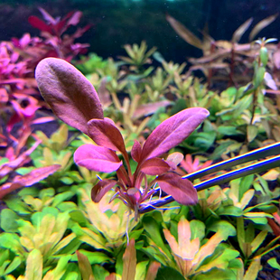 稀有活体水草懒人好养极乐鸟红宝石前景红色植物椒草水下叶荷兰景