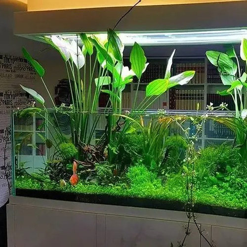 挺水植物亚马逊水景馆鱼缸造景
