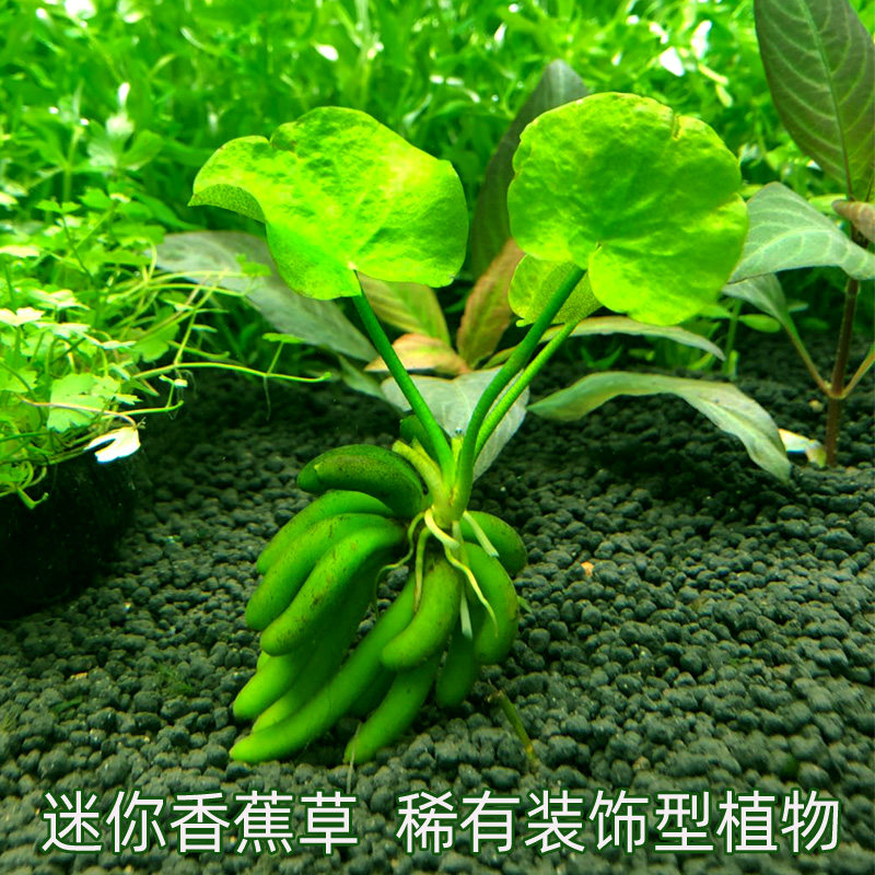 鱼缸草缸 迷你香蕉草 水草 鱼缸吸引眼球选择植物懒人植物,宠物/宠物食品及用品,水草,淘宝优惠券,粉丝福利购,淘宝优惠卷