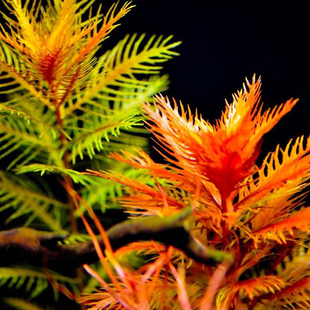 你鱼缸造景活体真水草懒人淡水植物红雨伞水草 自家养殖 水中草