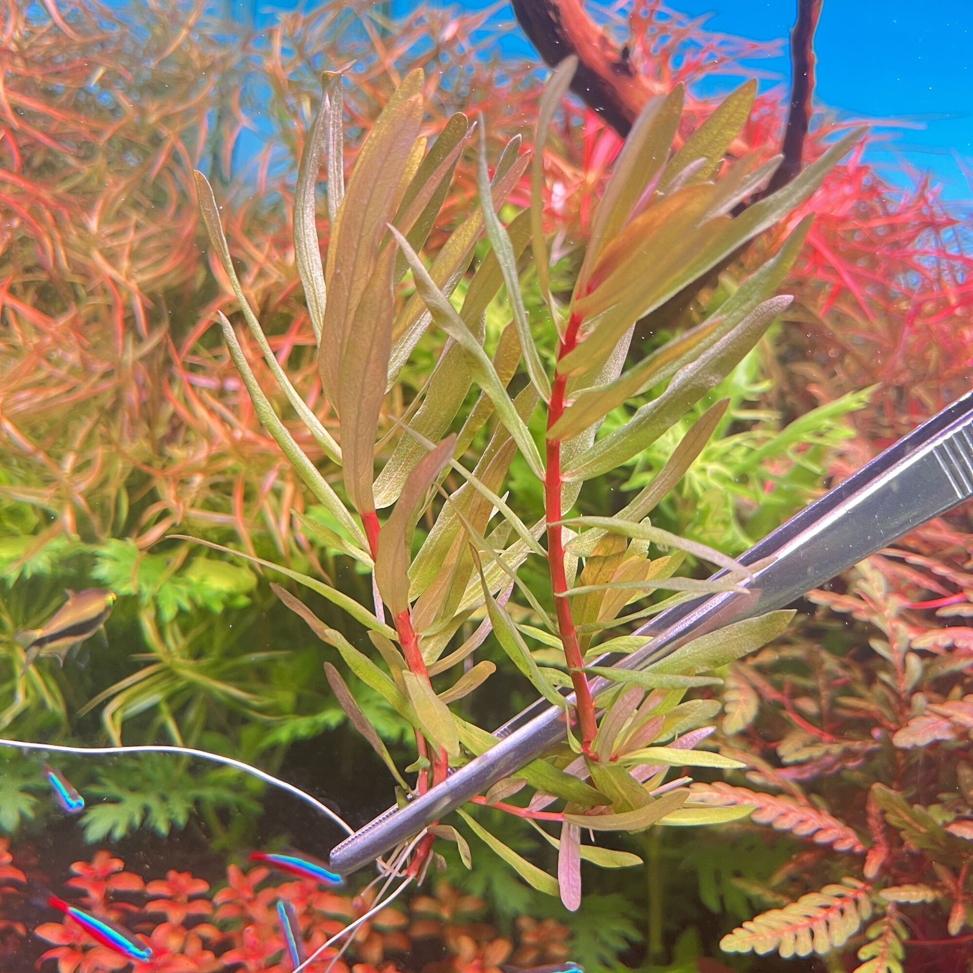 鱼缸荷兰景 黄金柳非洲红柳水草 造景水中叶懒人易活水下叶植物