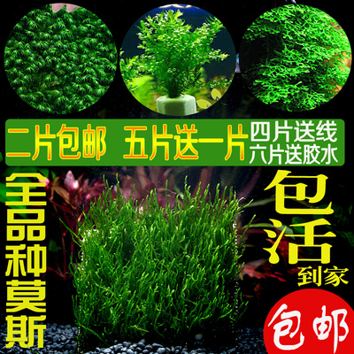 珊瑚莫斯三角爪哇美凤水下叶
