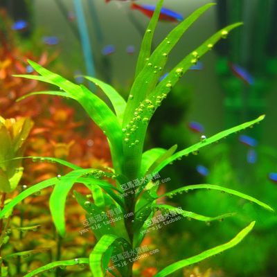 亚马逊南美小艾克水草活体