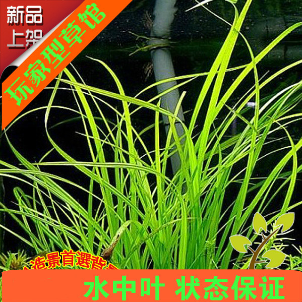 南美缸背景植物真宗泰国水剑 水草 ada造景 后景草水中叶水下叶