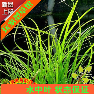 南美缸背景植物真宗泰国水剑 水草 ADA造景 后景草水中叶水下叶