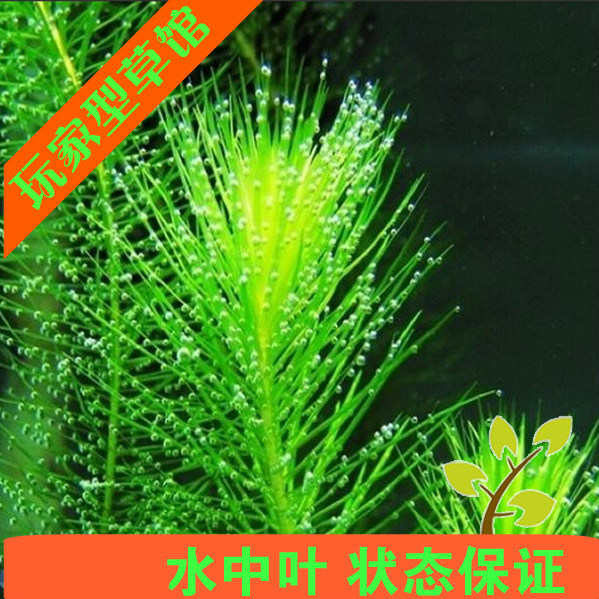 亚马逊水景馆绿松尾水草鱼缸造景水下叶自家繁殖出售懒人易活后景
