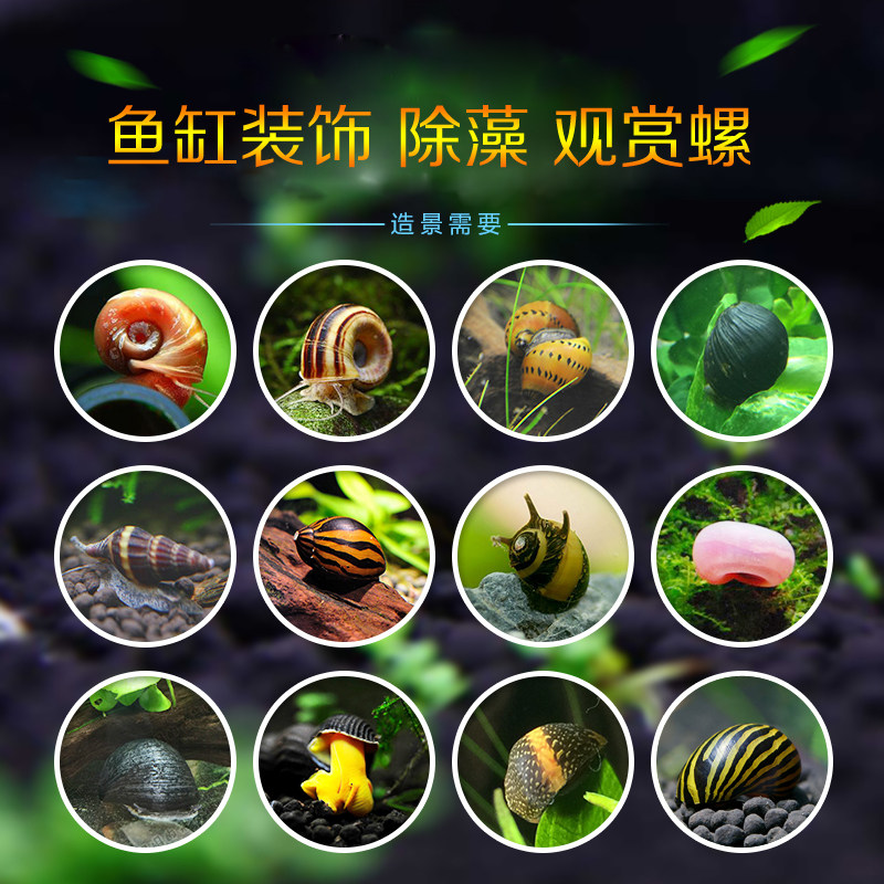 鱼缸壁除藻黑金刚螺斑马苹果彩蛋螺蜜蜂角螺除藻螺观赏工具螺活体