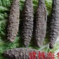 北极海参野生北极进D口海参