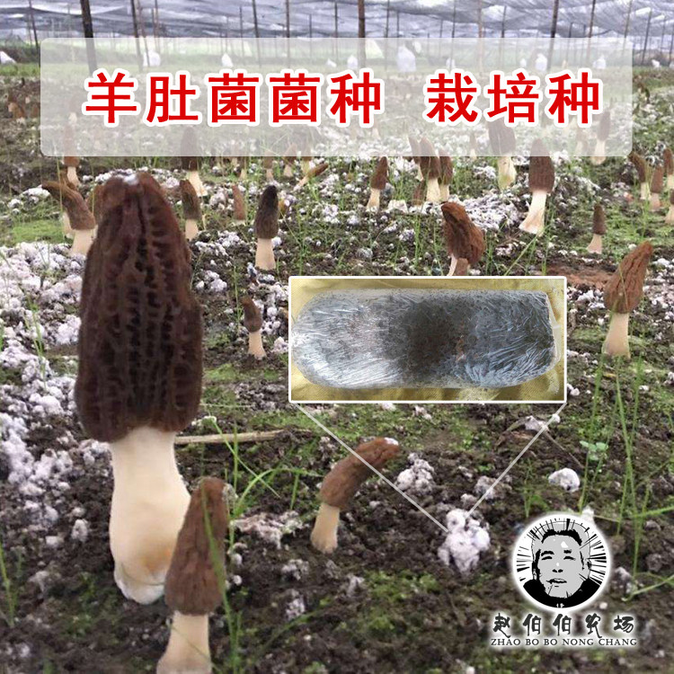 羊肚菌种菌棒菌包 羊肚菌种子营养包营养土 栽培种植技术包教包会图片