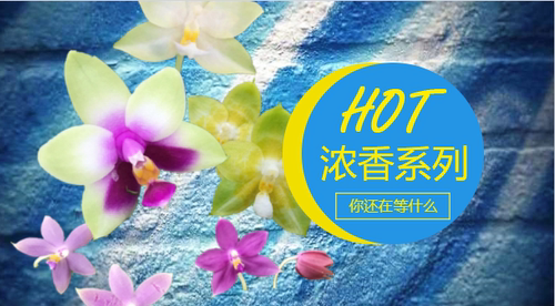 兰艺之轩直播专用链接