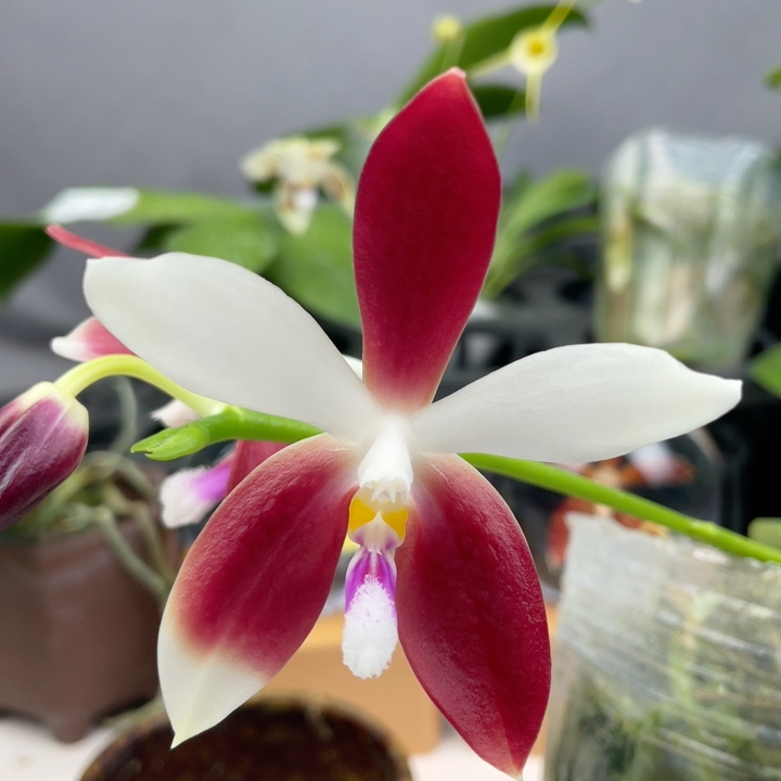 W7462 TL8005 红白C5