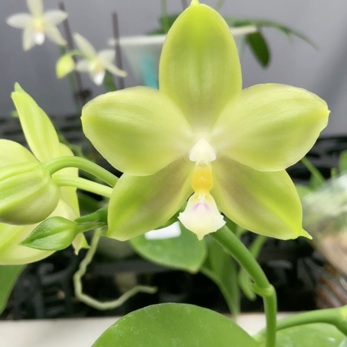 A0172 TE1184 绿花粉心优品