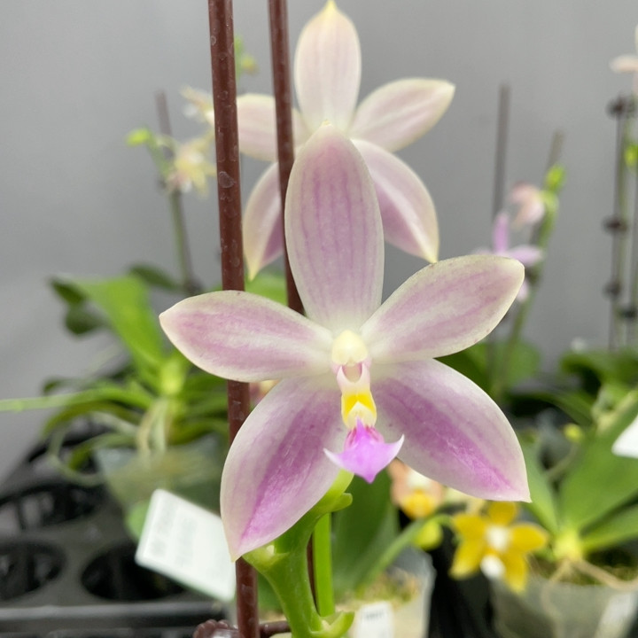 W7688 TE1073亲本级 晕染粉白边脈纹 3梗,鲜花速递/花卉仿真/绿植园艺,国兰/杂交兰/洋兰类,淘宝优惠券,粉丝福利购,淘宝优惠卷