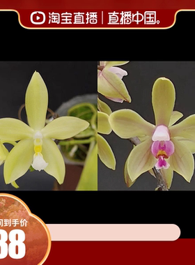 迷你品种 实生苗盲盒 TE2045  安纹小鹿x滇西蝴蝶