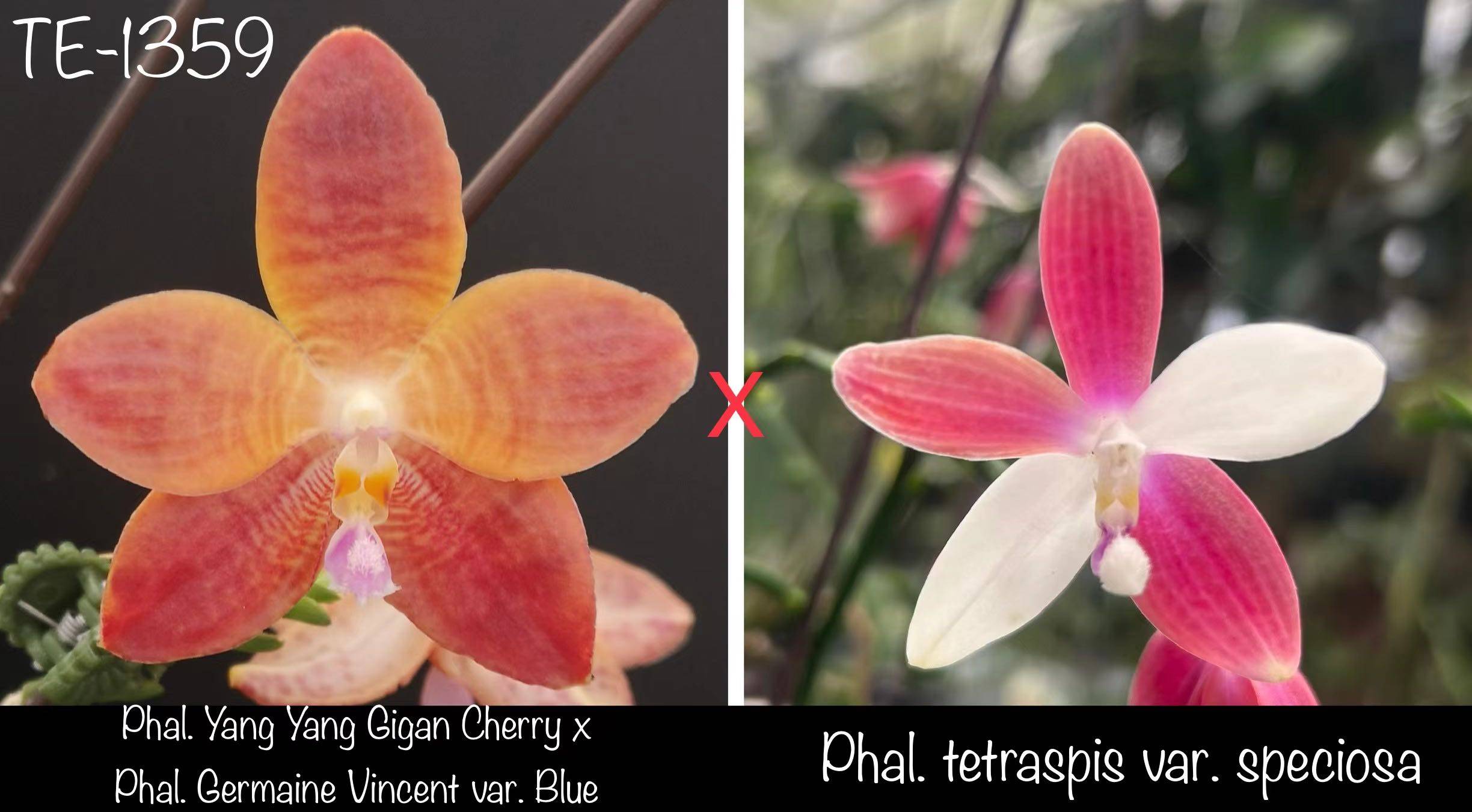 TE1359 2.8寸刚升杯 实生盲盒,鲜花速递/花卉仿真/绿植园艺,国兰/杂交兰/洋兰类,淘宝优惠券,粉丝福利购,淘宝优惠卷