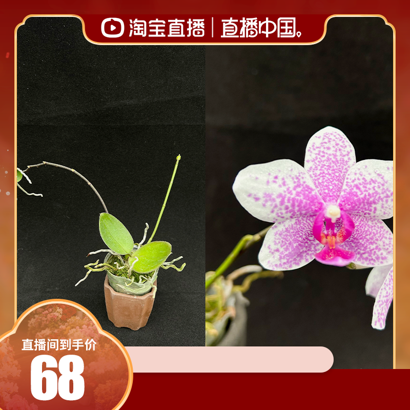 迷你蝴蝶兰 紫色星空